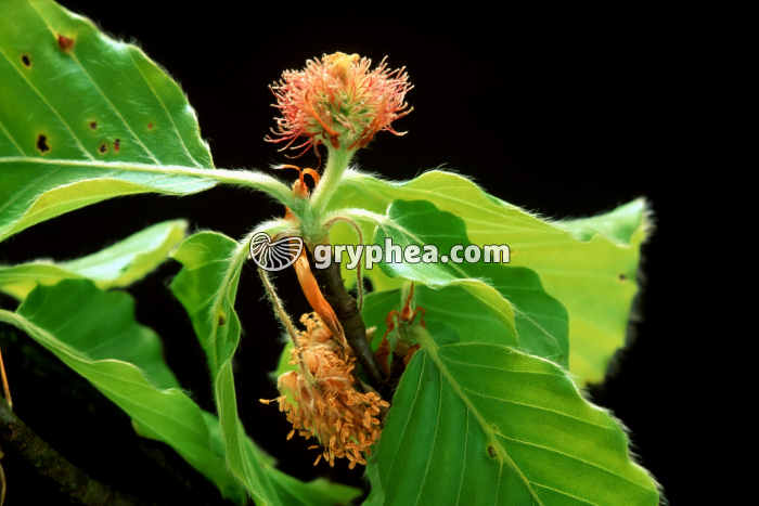 Hêtre (Fagus sylvatica) - fleur femelle et fleur mâle - gryphea.com